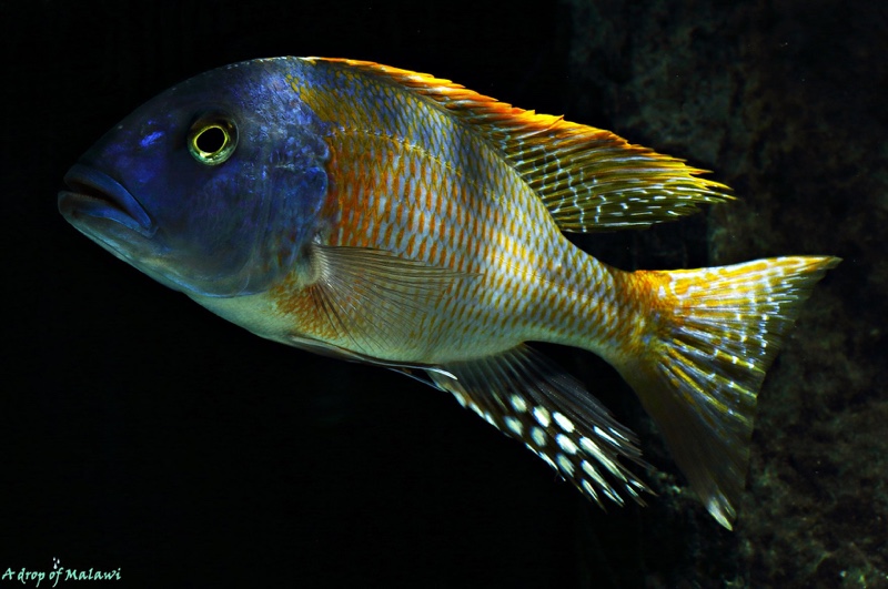 Buccochromis rhoadesii